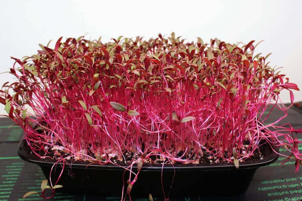 Red Amaranth Microgreens